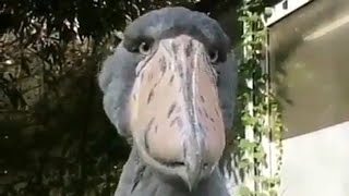 Shoebill stork bird sound like machine gun and prehistoric dinosaur looking bird [upl. by Adnilab]