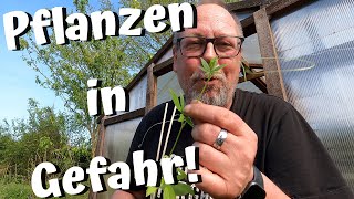 Unser Garten im Mai  Pflanzen in Gefahr  Reinfall im Hochbeet  Vom high sein und Highlights [upl. by Shum]