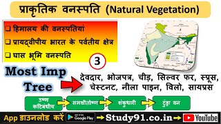 34Natural Vegetation of Himalaya and Peninsular IndiaGrassland VegetationIndian Geography Study91 [upl. by Vlada424]