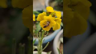 erysimum cheiri flower shorts shortsfeed viralshort reels tiktok shortvideos waitfortheend [upl. by Darahs]