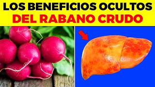 INCREIBLES BENEFICIOS de Comer Rábano Crudo para tu cuerpo esto ocurre cuando comes rábano crudo [upl. by Hau]