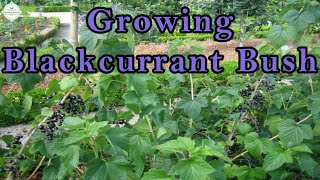 Growing Blackcurrant  from planting to harvest [upl. by Tra167]