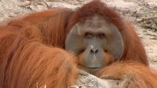 Will Hercules the Orangutan Learn to Climb  Orangutan Diary  BBC Earth [upl. by Acinom73]