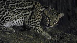 A Wild Ocelot in Pantanal  Brazil Tour july 2024 [upl. by Ulphia]