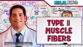 Musculoskeletal System  Type II Muscle Fibers  Type IIa amp IIx [upl. by Isabelle]