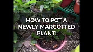 How to POT a Marcot  pootsplants [upl. by Teodoor]