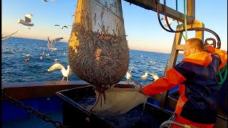 Commercial Sand Eel Trawling  Rays  Sole  Weever Fish  Uk Trawling a Sand Bank [upl. by Tsepmet]