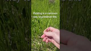 Edible Seaside Plant Glasswort foraging wildfood identification [upl. by Ennasus]