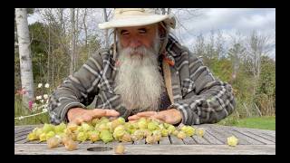 GROUND CHERRIES  PLANT Them ONCE HARVEST FOREVER ABUNDANT FRUIT that you Grow Like a Vegetable [upl. by Yelra]