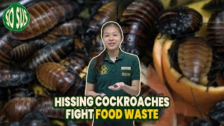 So Sus Fighting Food Waste with Hissing Cockroaches [upl. by Cesaro]