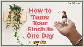 How to tame your zebra finch in one day45h Charlie the tamed zebra finch Hand tamed zebra finch [upl. by Attenaz]