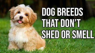 Top 10 Dog Breeds That Dont shed or smell  Small Dog Breeds That Dont Shed [upl. by Hafeetal600]