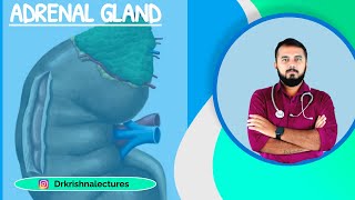 ADRENAL GLAND  USMLE STEP 2  PART 1 [upl. by Renfred897]