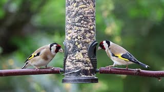 Comederos de aves Los pájaros cada vez tienen menos comida Apiádate de ellos [upl. by Ivan]