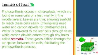 chloroplast and chlorophyll [upl. by Reinhart]