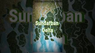 Worlds Largest Delta  Largest Mangrove Forest in the World  Sunderban Delta  shorts delta [upl. by Wightman]