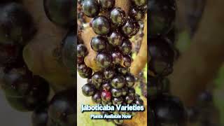 jaboticaba exoticvariety chocolatedessert mango rarevariety fruitplant gardening [upl. by Philo934]