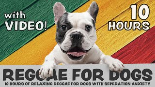 SCIENTIFICALLY PROVEN 10 Hours of calming Reggae music for dogs with separation anxiety with video [upl. by Hanni740]