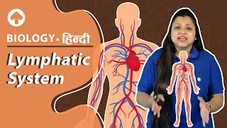 Lymphatic System  Biology  Hindi  NEET Biology [upl. by Maher864]