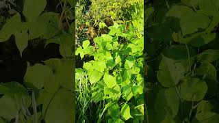 Morning sun kissed my bean plant bean sun garden trending shorts shortsfeed [upl. by Aitnauq207]