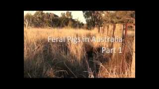 Feral Pigs in Australia  Part 1 Introduction [upl. by Brien200]