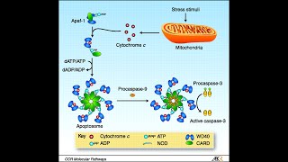 Apoptosis Pathway Intrinsic Pathway Part 2 Apaf1 Apoptosomes and activation of caspases [upl. by Bysshe]