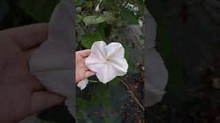 The beautiful flower of Ipomoea alba  mansourigol garden [upl. by Curcio36]