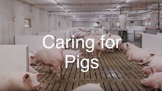 Caring for Pigs [upl. by Ydnal]