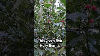 This years first Holly Berries A splash of colour and winter food for the wildlife [upl. by Emmerie574]