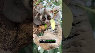 Slow Loris  Cute But Deadly shortvideo shorts [upl. by Odraude]