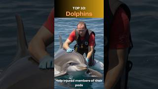 Top 10 Animals That Display Altruism [upl. by Buffum]