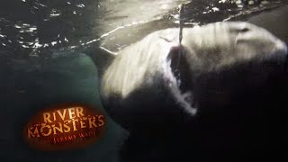 Jeremy Handles a Monstrous Greenland Shark  SHARK  River Monsters [upl. by Africah619]