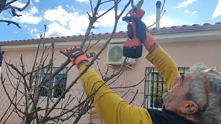 Poda de nuestro manzano variedad Royal Gala  muy productivo [upl. by Ahsitra]