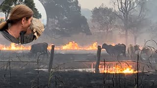 Que desespero vendo o fogo avançar sobre os animais roça vidanaroca queimadas fogo meioambiente [upl. by Ingrim523]