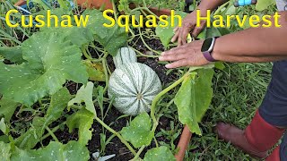 Cushaw Squash Harvest [upl. by Arahsit]