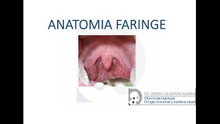 1 Anatomía cavidad bucal y faringe [upl. by Westfahl63]