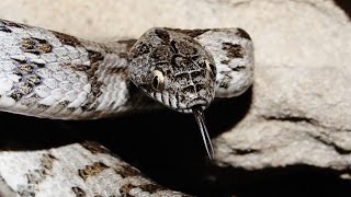 European cat snake Telescopus fallax Fleischmann 1831 ΞυλόδροπηςΑγιόφιδο  Cyprus [upl. by Tandy]