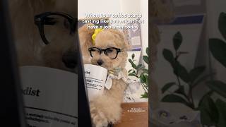 When your coffee starts tasting like… corporatecanine noodlesthepooch funnydogs workhumor [upl. by Biddle709]