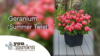 Geranium Summer Twist with Peter McDermott [upl. by Yelsehc382]