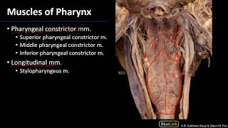 Larynx Pharynx and CST  Muscles of Pharynx [upl. by Hanikahs]