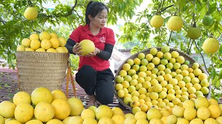 Harvesting diospyros decandra fruit go to market sell [upl. by Ingaberg816]