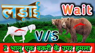 2 भालू एक बकरी के उपर हमला 🔥6 Brave and Animals 😳। viral animals animallover vlog [upl. by Ataga34]