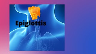 What is epiglottis and its function [upl. by Nylarat]