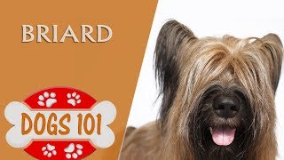 Dogs 101  BRIARD  Top Dog Facts About the BRIARD [upl. by Eseer]