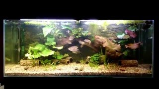 450 l Africa with Plecos 1 [upl. by Mcdermott588]