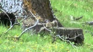 Airgun Hunting  California Ground Squirrels part 1 [upl. by Ladnik]