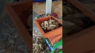 Removing Corn Seeds in Seconds  Satisfying Machine shorts [upl. by Clive344]