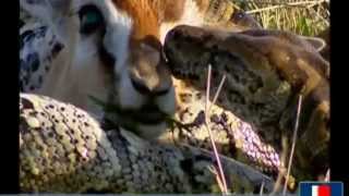 Snake swallow deer  What do you do in a deer hornأفعي تبلع غزال  فماذا تفعل في قرن الغزال [upl. by Nerro]