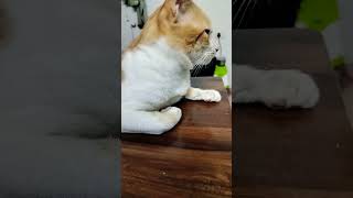 Cute Cat trending cat meow viralvideo shorts short funnyvideo funnyshorts fun catlover [upl. by Fia]