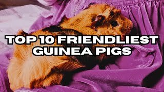 Top 10 Friendliest Guinea Pigs [upl. by Craig]